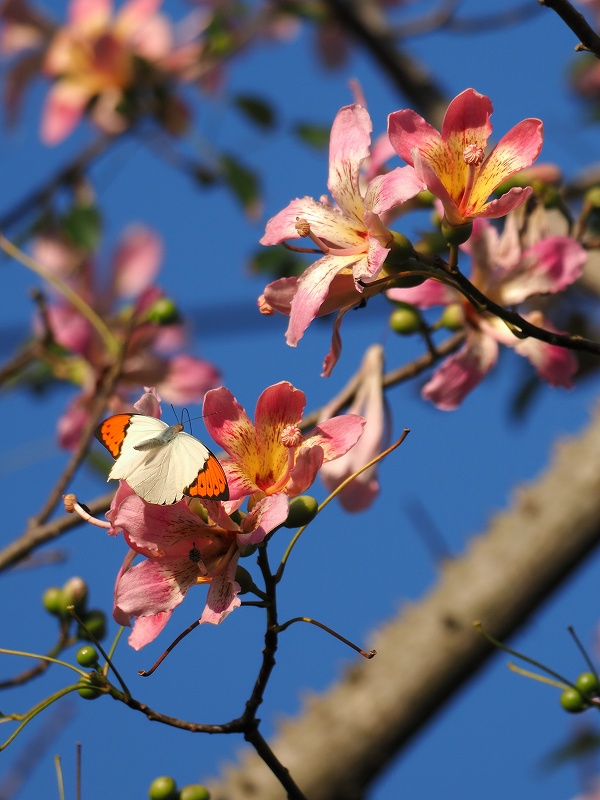 沖縄本島 ツマベニチョウ